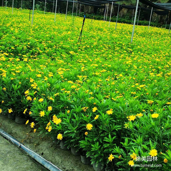 20~30公分的木春菊批發基地？