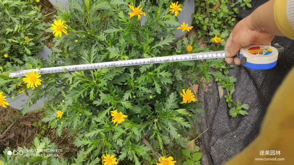 20~30公分的木春菊批發基地？