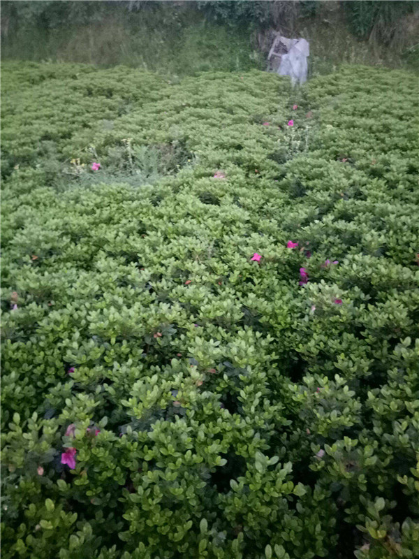 春鵑和夏鵑有什么區別?
