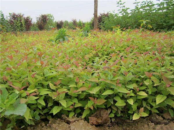 繡線(xiàn)菊基地實(shí)拍圖