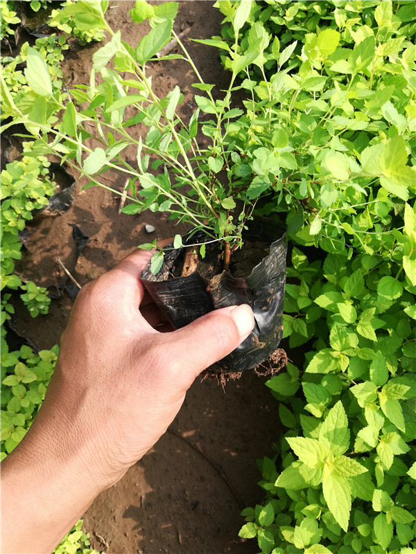 繡線(xiàn)菊基地實(shí)拍圖