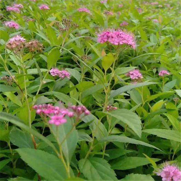 繡線(xiàn)菊基地實(shí)拍圖