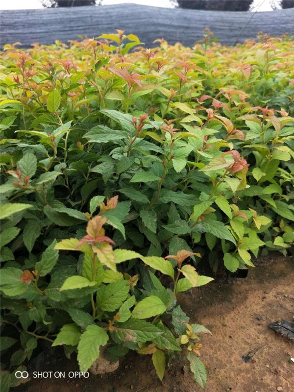 繡線(xiàn)菊基地實(shí)拍圖