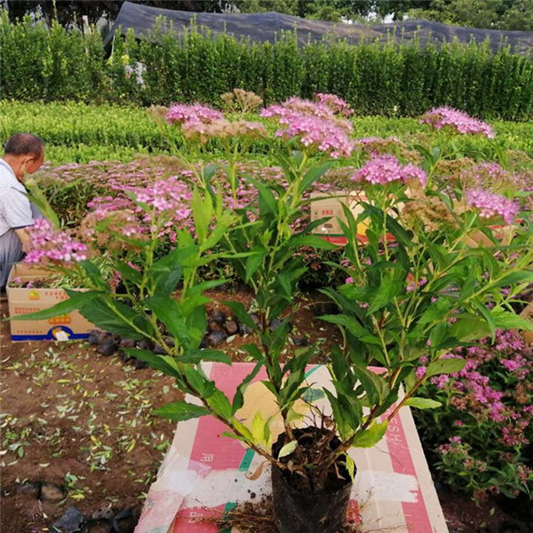 繡線(xiàn)菊基地實(shí)拍圖