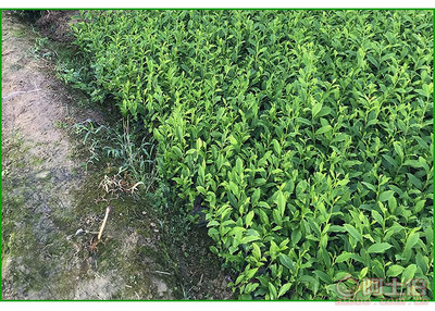 【福鼎大白茶苗價格】福鼎大白茶苗價格,價格,廠家,供應商,花木、果木種苗,雅安市名山區惠農苗木種植農民專業合作社 - 產品庫
