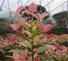 【南京新產(chǎn)品五彩桂花苗、鴻林苗木(圖)、五彩桂花圖片】?jī)r(jià)格,廠家,圖片,工程承包,常州鴻林苗木專業(yè)合作社chun銷售部-中國(guó)行業(yè)信息網(wǎng)