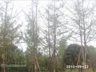 供應成都哪里有樸樹苗木,成都銀杏苗木價格,美森園藝_農(nóng)副產(chǎn)品_世界工廠網(wǎng)中國產(chǎn)品信息庫