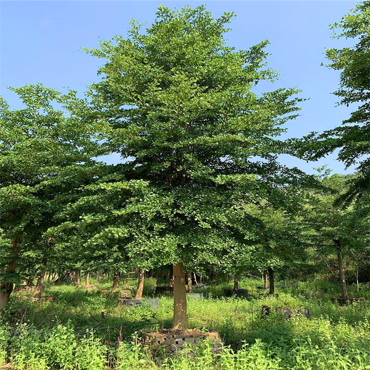 江西小葉欖仁行道樹(shù)細(xì)葉欖仁樹(shù)苗自產(chǎn)自銷綠化苗木