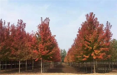 叢生紅點(diǎn)紅楓優(yōu)質(zhì)苗木 叢生紅點(diǎn)紅楓 泰安東楓園林