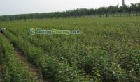 供應(yīng)小草優(yōu)質(zhì)蘋果苗,無病蘋果苗管理,短枝富士蘋果,蘋果苗木,嘎啦蘋果苗,優(yōu)質(zhì)蘋果苗木,首富一號蘋果苗,萊州小草溝園藝場供30多種優(yōu)質(zhì)蘋果苗_紡織、皮革_世界工廠網(wǎng)中國產(chǎn)品信息庫