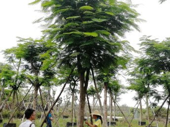 圖 園林綠化工程 綠地草坪養護,花卉租擺 花木苗木種植 批發等 廣州鮮花綠植