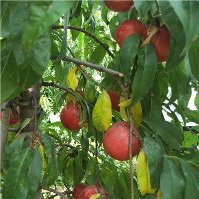 自產(chǎn)自銷岱妃桃樹(shù)苗 桃樹(shù)苗根系發(fā)達(dá)