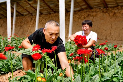 花木逢春產業(yè)興 南陽市花卉苗木產業(yè)發(fā)展探析