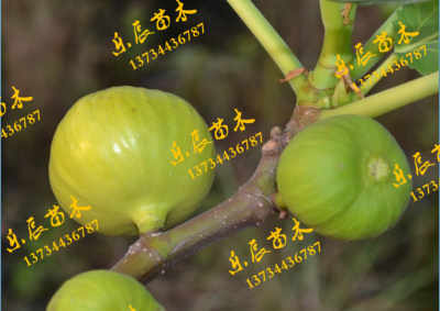 晉中谷川無花果廠家 優(yōu)質苗木引領農業(yè)產業(yè)新發(fā)展