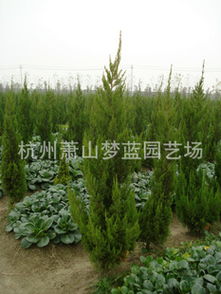 打造全國最低價量最大綠化工程苗圃——一站式苗木花卉配送種植服務(wù)