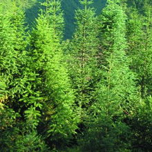 水杉09 明珠苗木的林業(yè)種植新機遇