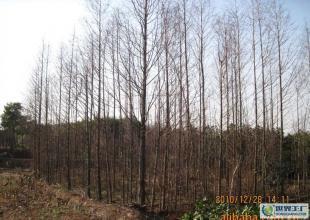 合肥優質水杉苗木供應，綠化工程優選，規格齊全直達世界工廠網