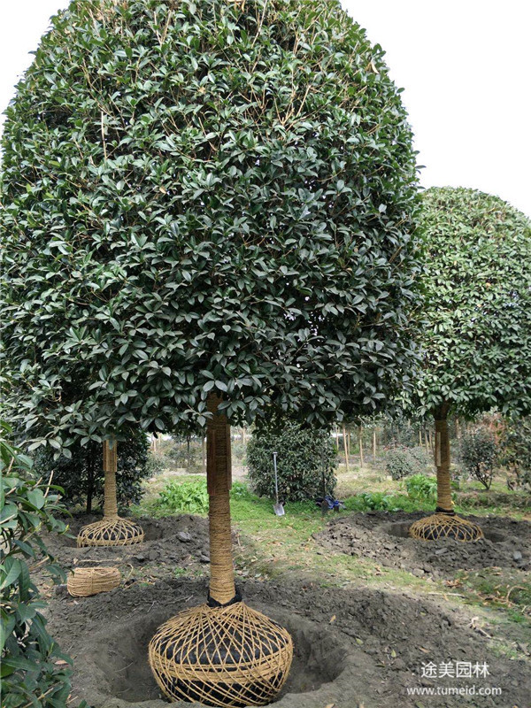 米徑12公分的桂花樹(shù)多少錢(qián)？