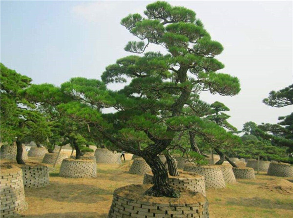 北方常綠喬木有哪些樹(shù)種？