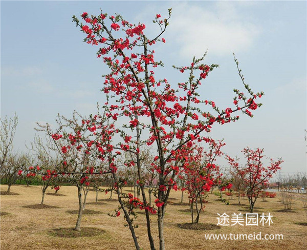喬木，灌木、藤本、草本植物的區別