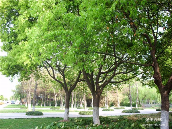 綠化苗木材料報(bào)審表怎么填?
